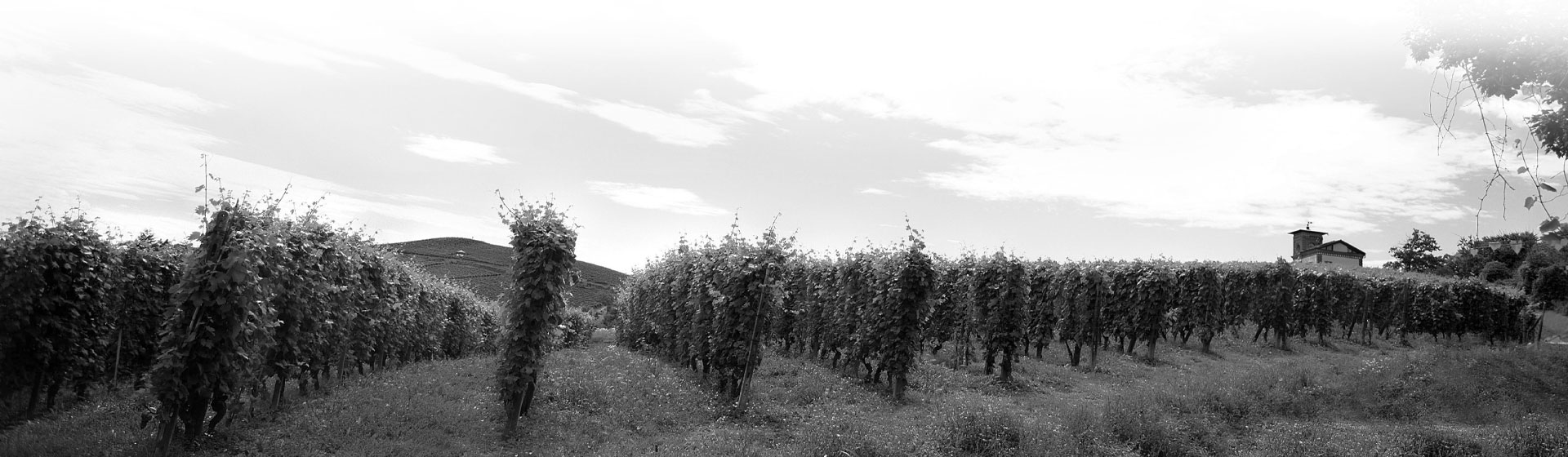 Vigneto e Cantina belcredi in Oltrepò Pavese